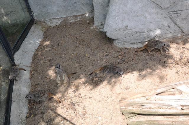 min 2013 07 06 beauval 086